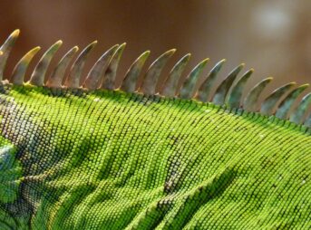 shallow focus photography of green and black animal skin during daytime