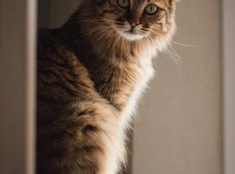 close up shot of a tabby cat